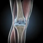 Strengthen cartilage and reduce chronic inflammation